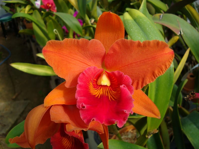 ○Rlc. Tzeng-Wen Sunset'Orange' - カトログ !! ~ カトレヤ ○Rlc. Tzeng-Wen Sunset'Orange' - カトログ !! ~ カトレヤ
