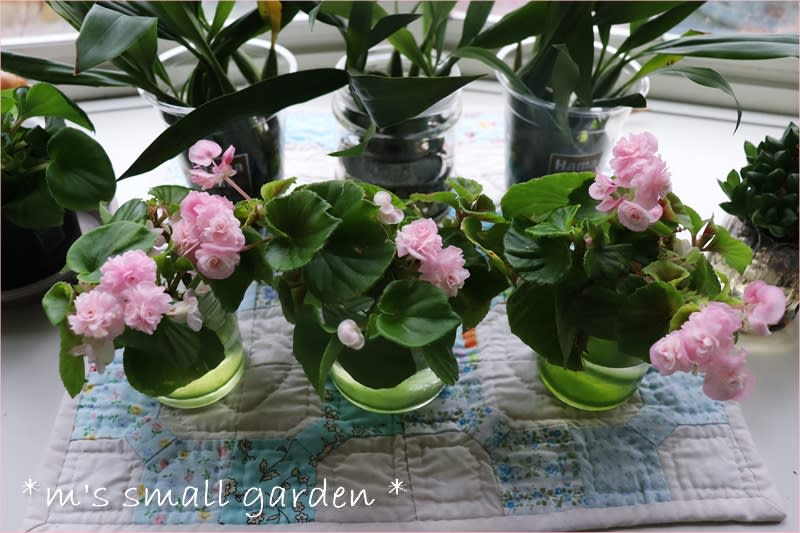 あの水挿し発根の薔薇咲きベゴニア☆リンガーハットの皿うどん