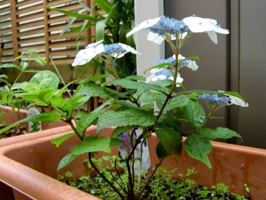 甘茶の花が咲く あの町この街あるこうよ