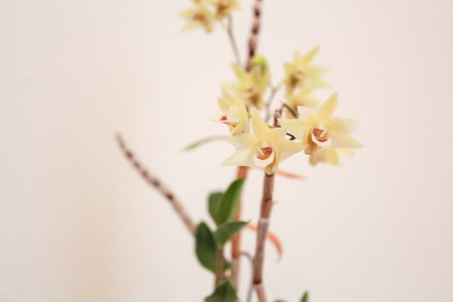 キバナノセッコク 花変わり品種の紹介 - AS IS