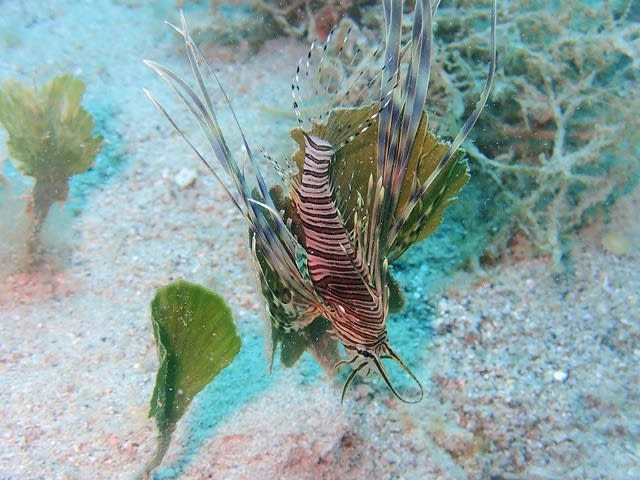 綺麗なサンゴ礁で海遊び！！☆ - トネリコ日記