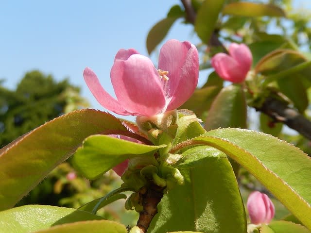 カリン（花梨） - 植物大好き♫ 出会い・ときめき・癒し Ⅰ