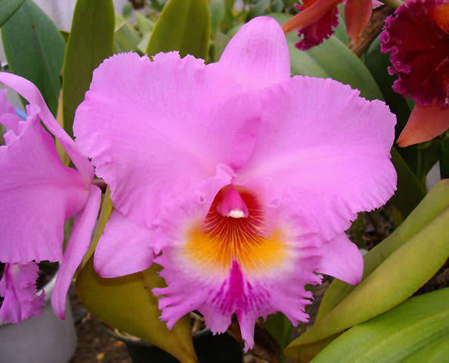 Rlc. Peggy O'Neill'Royal Lady'画像集 - カトログ