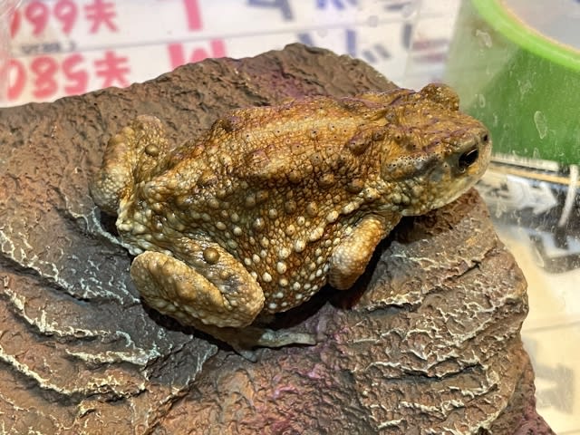 ミヤコヒキガエル ペア 人工飼料OK 飼い込み個体 両生類