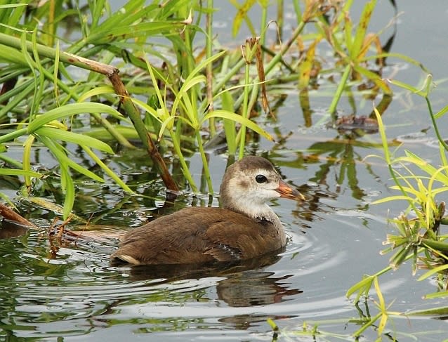 ほっぺの白いバンの幼鳥 - 気楽にとり(鳥＆撮り)歩き