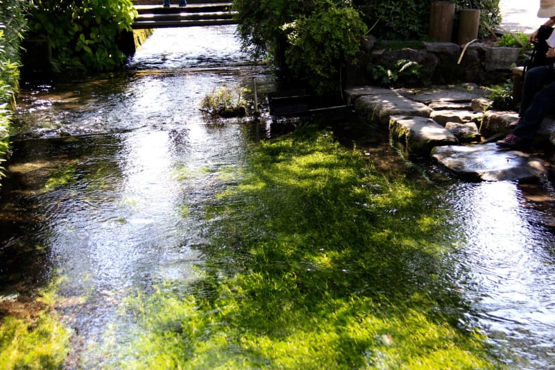 梅花藻の写真素材 - PIXTA