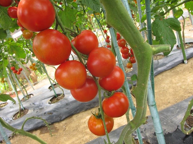 在庫処分セール トマトが凄い！フルティカ、紅子丸の様子です。その2 湘南 - 野菜
