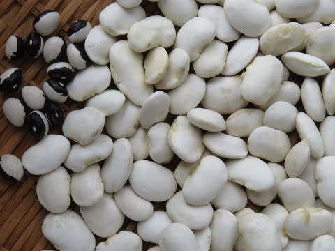 白花豆・パンダ豆のサヤむき開始 - ニセコ移住を夢見て