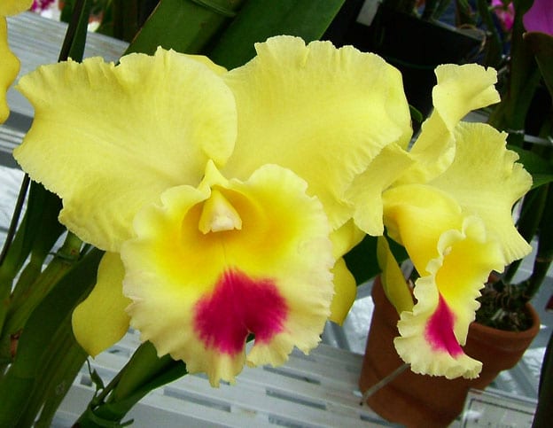 ◇Rlc. Goldenzelle'Lemon Chiffon' - カトログ !! ~ カトレヤ ◇Rlc. Goldenzelle'Lemon Chiffon' - カトログ !! ~ カトレヤ