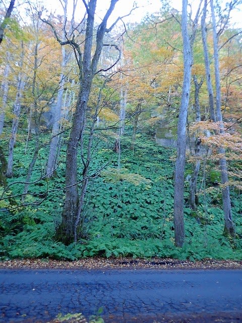 錦秋の奥入瀬渓流〜十和田湖 - オババのトラベルジャーナル
