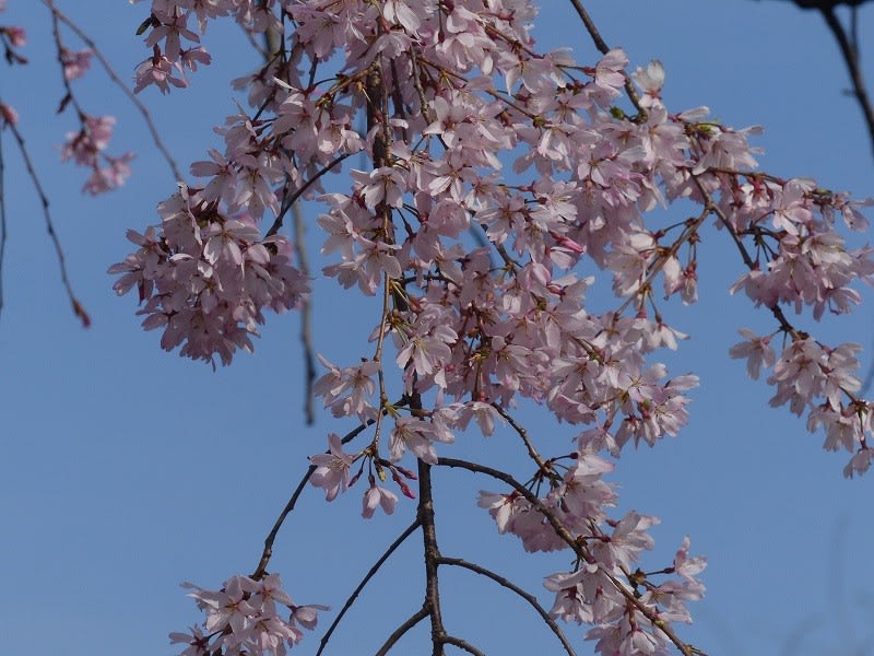 サクラ ベニシダレザクラ（紅枝垂桜） - HAYASHI-NO-KO