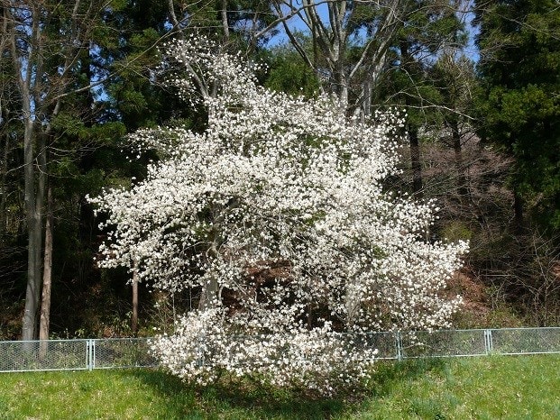 下根子桜 ひきざくら 4 18 みちのくの山野草
