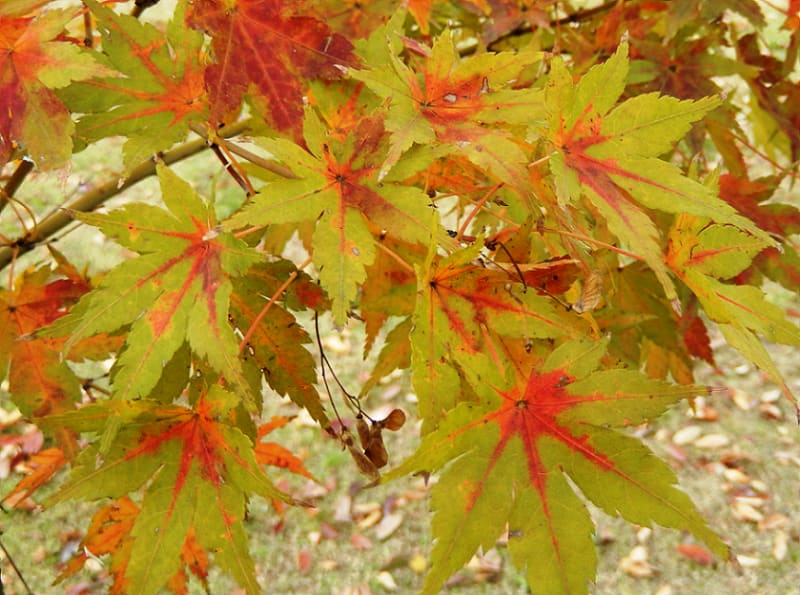 紅葉の葉っぱ - 生物見遊散歩