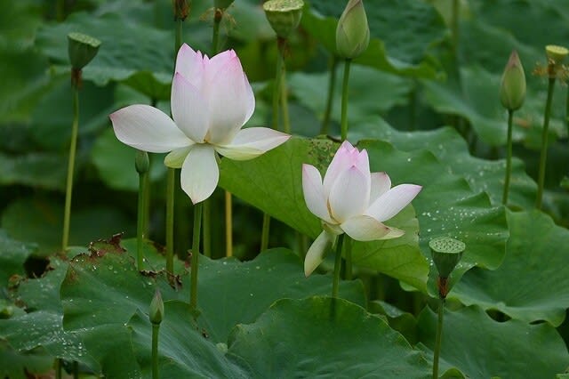 ハスの蕾 淡い緑色とピンク色 色でわける - 蓮道場