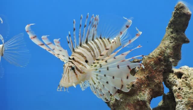 ミノカサゴ 標本 Pterois lunulata 約30cm ミノカサゴ 標本 Pterois lunulata 約30cm