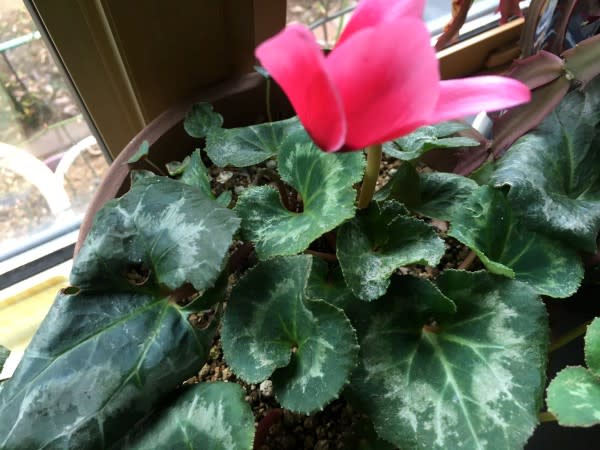 久しぶりの大量の切り花 | 満花今日