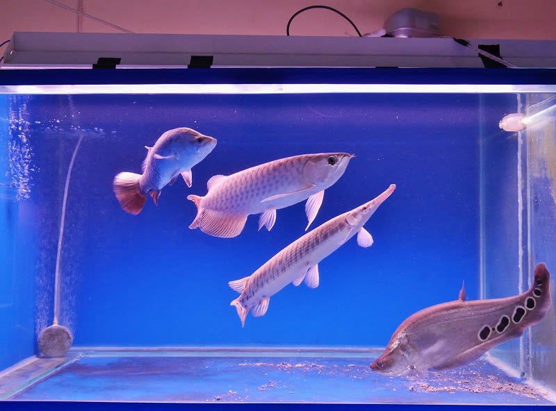 希少になる スポッテッドガー☆キラキラ輝きながら！ - 大型魚飼育 in 神秘 その他