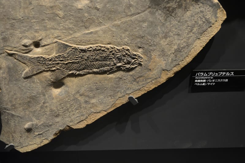 白亜紀硬骨魚アスピドリンクス類Vinctifer紫外線2色蛍光ペア化石-