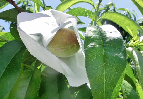 グミ(茱萸)」 グミ科 - ひげ爺さんのお散歩日記-2 グミ(茱萸)」 グミ科 - ひげ爺さんのお散歩日記-2