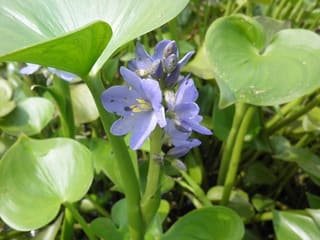 新潟なのに福島潟 2 水辺の植物も楽しい 特に ガガブタ On My Way
