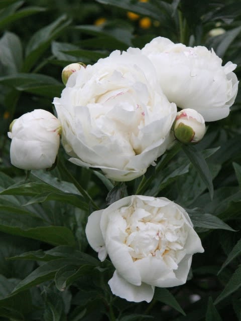 高級ドライ】芍薬 品種おまかせ【70cm】｜Flower Smith Market
