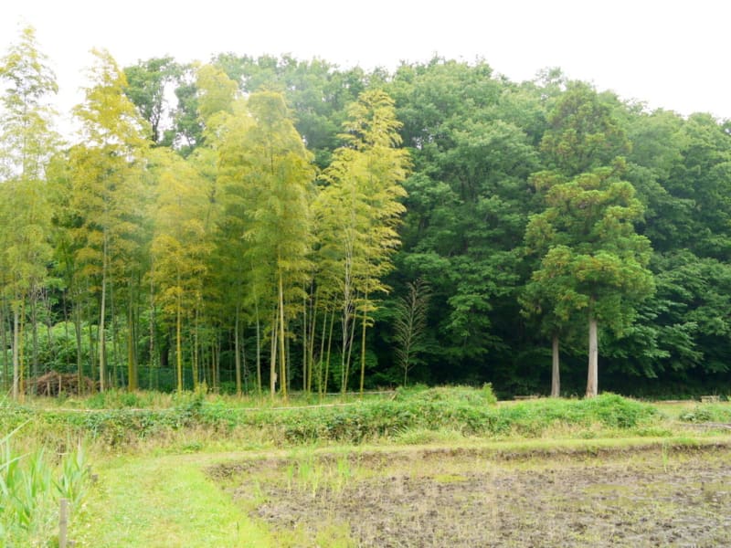 又 緑もの 写真 酸いも甘いも 又 緑もの 写真 酸いも甘いも