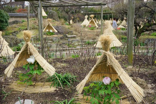 藁帽子(わらぼっち）と冬ぼたん ～ 筥崎宮 神苑花庭園