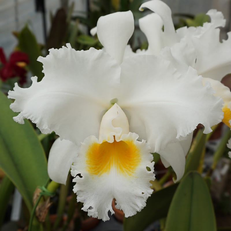 C. Earl'Imperialis' - カトログ !! ~ カトレヤ交配種のブログ C. Earl'Imperialis' - カトログ !! ~ カトレヤ交配種のブログ
