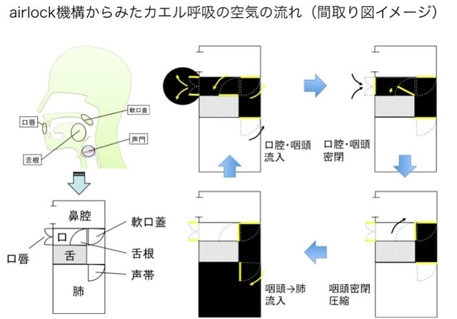 カエル呼吸（舌咽頭呼吸）のメカニズムを再考する - 東埼玉病院