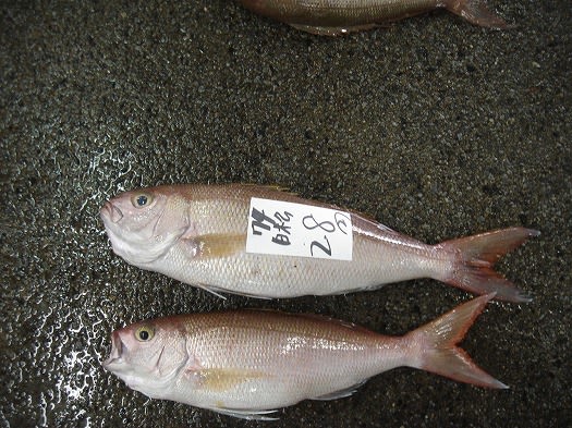 奄美の魚市場に潜入３ 奄美ロングステイ