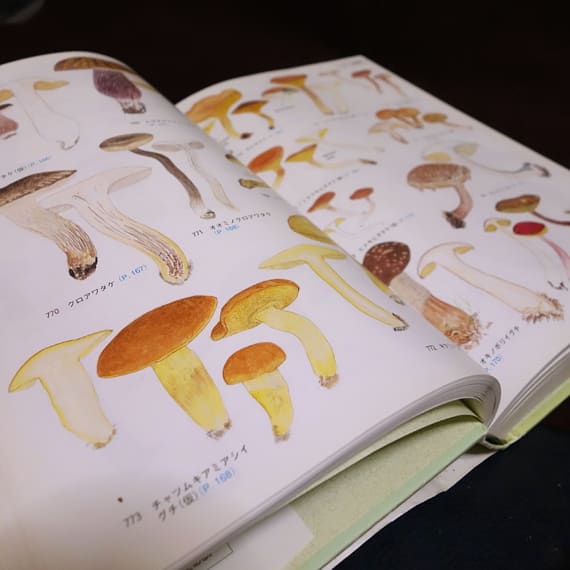 北陸のきのこ図鑑』 - 月刊 きのこ人