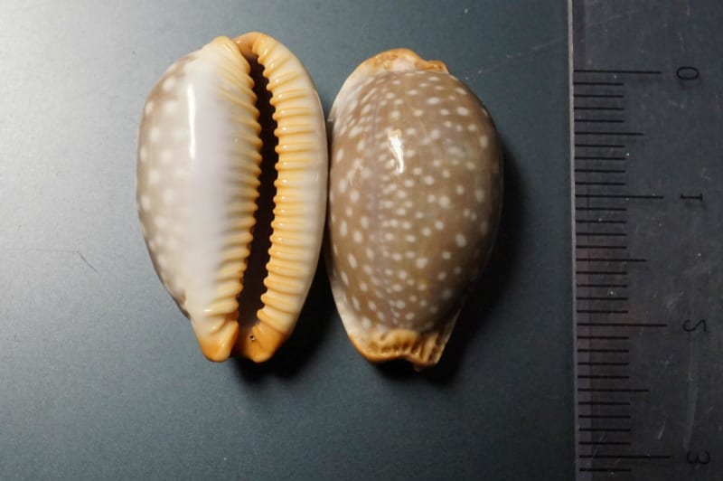 オミナエシダカラ、ハツユキダカラ、シボリダカラ (生体画像 オミナエシダカラ、ハツユキダカラ、シボリダカラ (生体画像