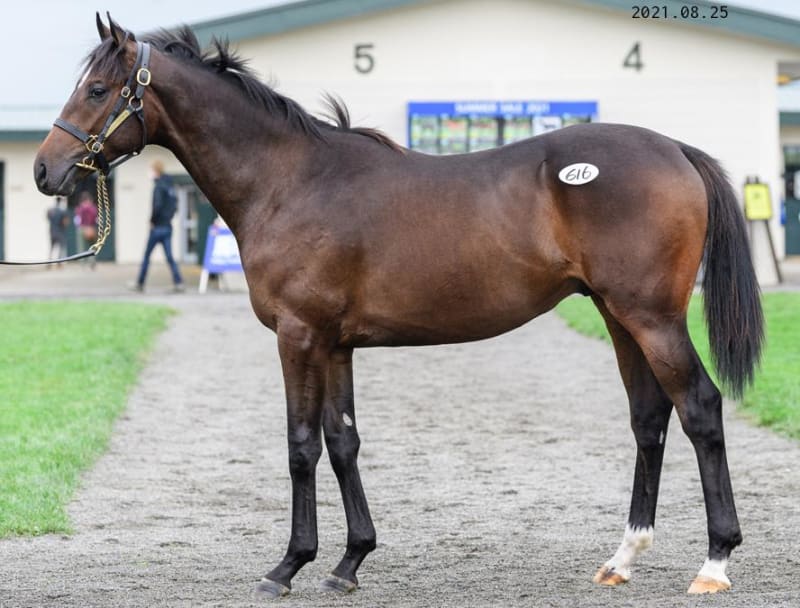 JRA競走に勝ったセール出身馬紹介(2024/7/6-7､ナチュラルハイ