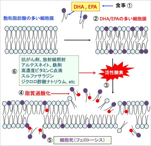 楽天市場】DHA（ドコサヘキサエン酸） 436mg×90粒 脂っこい食事