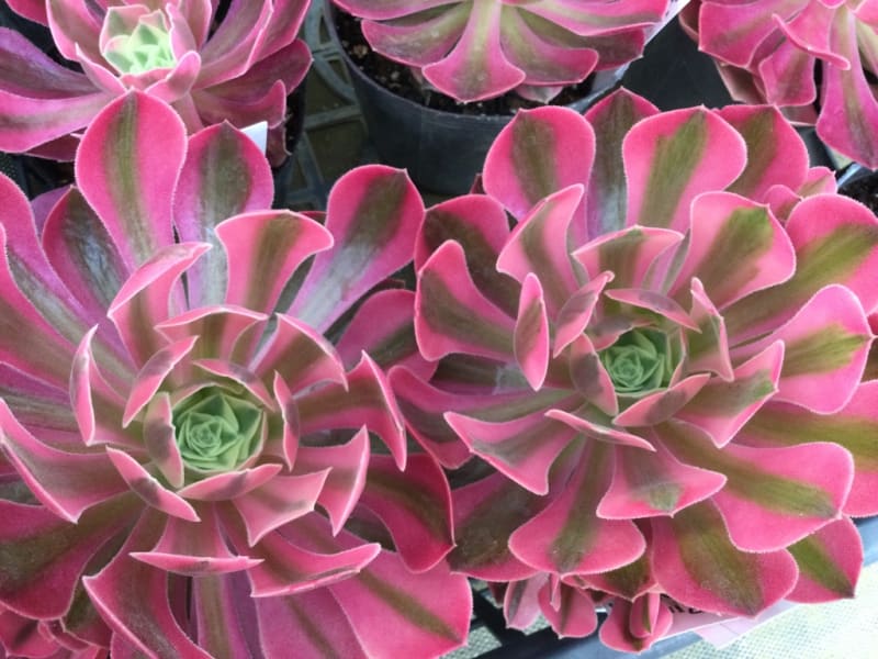 アエオニウムの錦 - 多肉植物専門店ビスタ公式ブログ 埼玉県深谷市発 アエオニウムの錦 - 多肉植物専門店ビスタ公式ブログ 埼玉県深谷市発