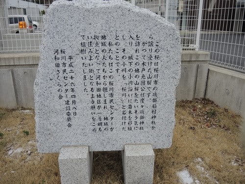 水戸に移植された桜 - ぶらっと 水戸