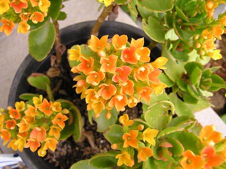 庭の花 らいちゃんの家庭菜園日記 庭の花 らいちゃんの家庭菜園日記
