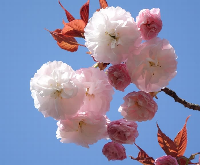 八重咲の白い桜 桜散歩 - 都内散歩 散歩と写真