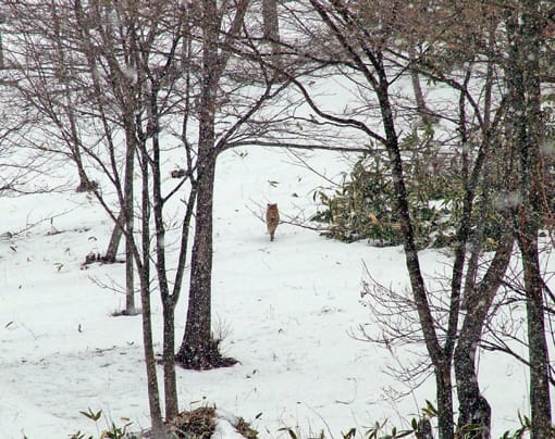 雪の上は動物たちの足跡でいっぱい アニマルトラッキング キタキツネ 冬を元気に楽しく 里山散歩 白老の自然情報
