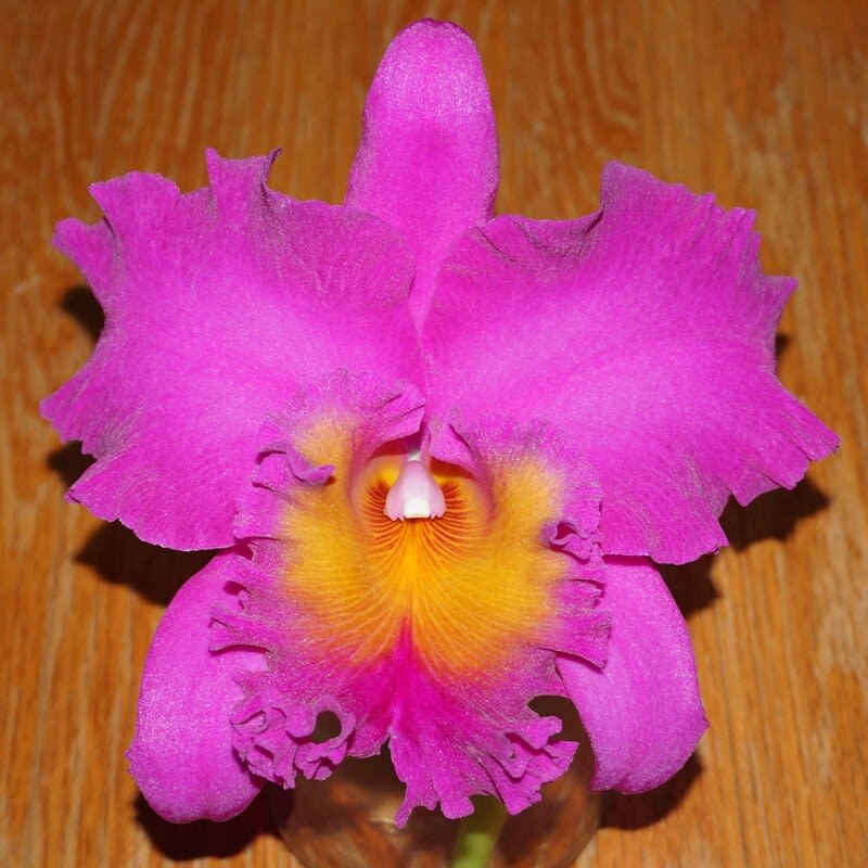 ◇Rlc. Pink Empress'Ju-Sen' - カトログ !! ~ カトレヤ交配種 ◇Rlc. Pink Empress'Ju-Sen' - カトログ !! ~ カトレヤ交配種