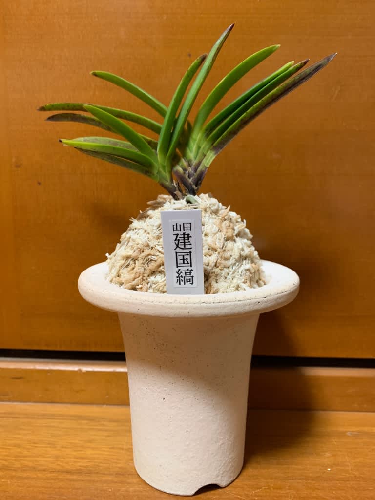 富貴蘭　山田建国縞 山田建国縞 - 純風満蘭 富貴蘭・風蘭ブログ 着生蘭よもやま話