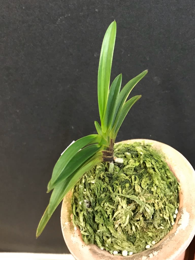 富貴蘭 八千代
