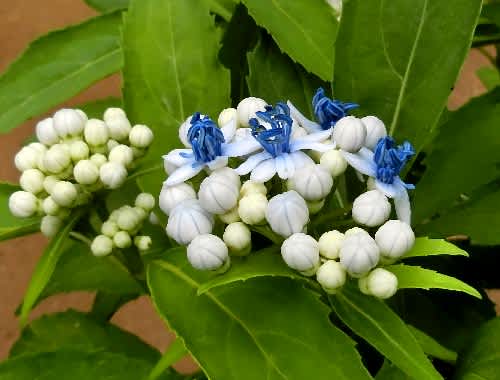 散歩中に出合った花木（6月） - 花と徒然なるままに