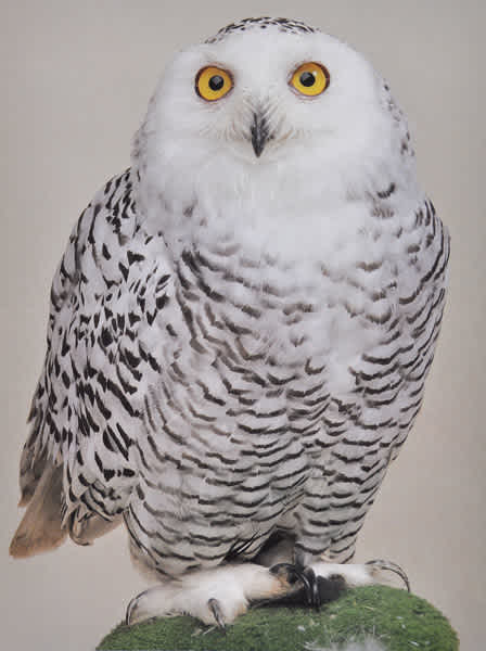  シロフクロウ　オウル　owl オウルはここにおるよ|飼育日誌｜ブログ|よこはま動物園