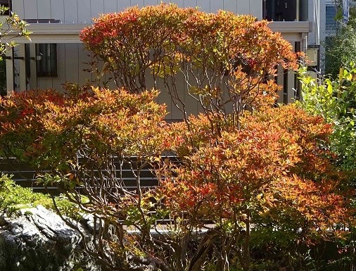 庭の紅黄葉 2019(8)~「ドウダンツツジ」 - Koba の庭~春夏秋冬 庭の紅黄葉 2019(8)~「ドウダンツツジ」 - Koba の庭~春夏秋冬