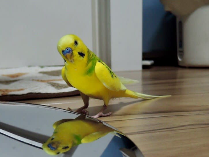 1164 ひさびさに留守番インコ セキセイインコに乗っ取られた 株式