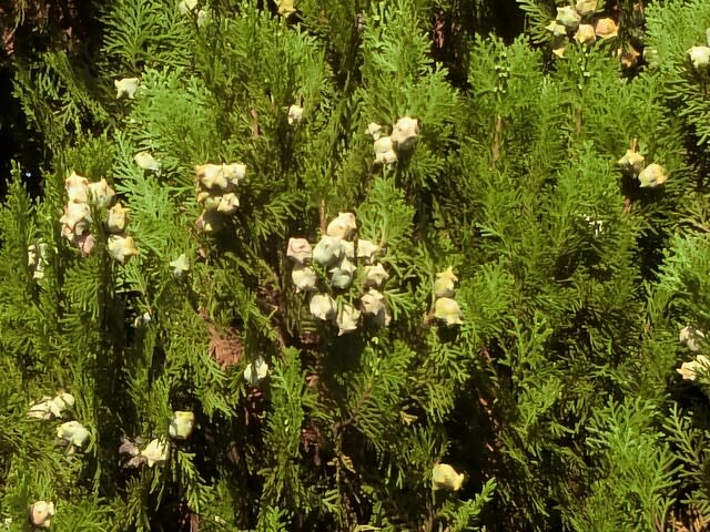 目立ちませんが花も実もあります コノテガシワ ヒマヒマノキ 歩いて 見て 楽しんで