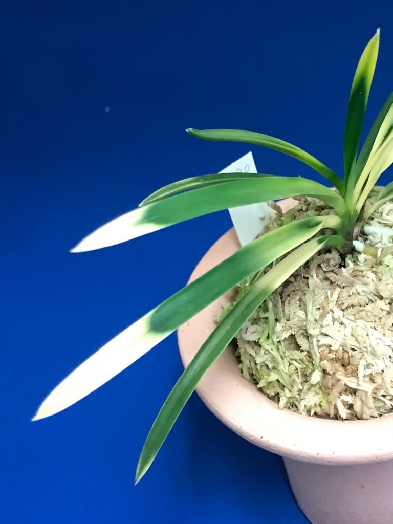南海雪虎 B - 奥深い富貴蘭