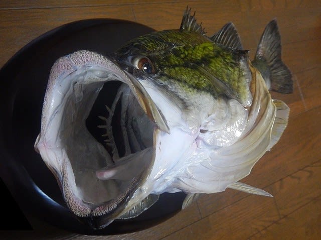 琵琶湖産 56cmブラックバスの剥製 -完成- - 虫さん魚さん 琵琶湖産 56cmブラックバスの剥製 -完成- - 虫さん魚さん