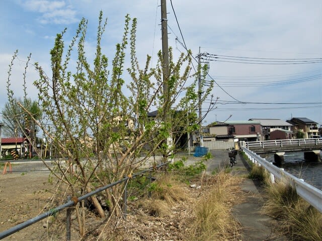 株式会社桑和｜堺市外構設計・施工会社 | 大きくなりすぎた